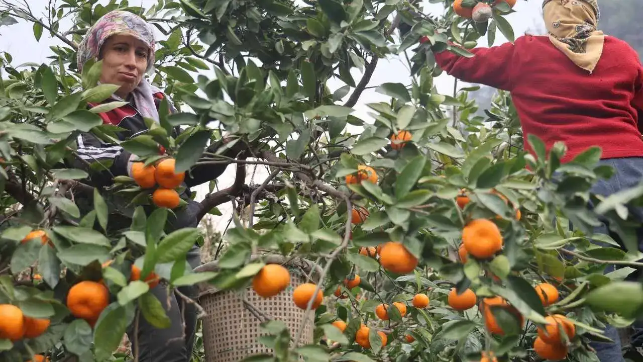 Hatay’da Mandalina İsyanı: Çiftçi Kazanamıyor, Tüketici Pahalı Alıyor! 1